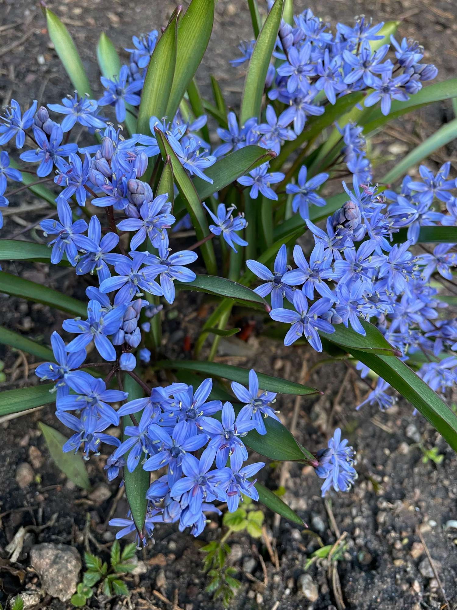 Ipheion 'Jessie'